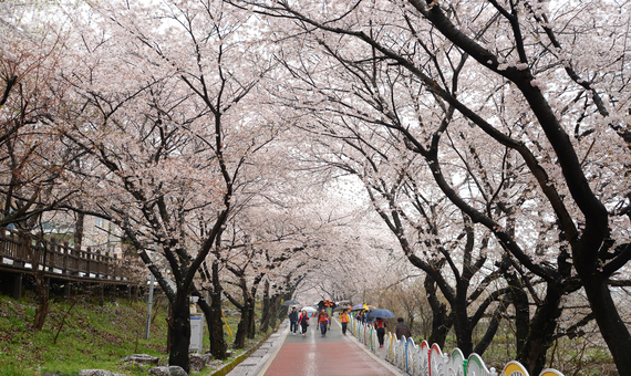 河東郡十里櫻花路